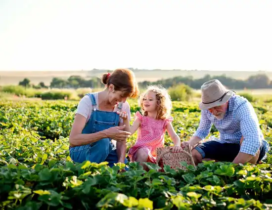 Senior Grandparents And Granddaughter Picking Strawberries