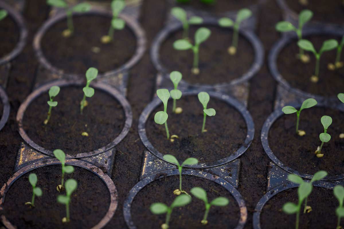 seedlings growing in the dirt