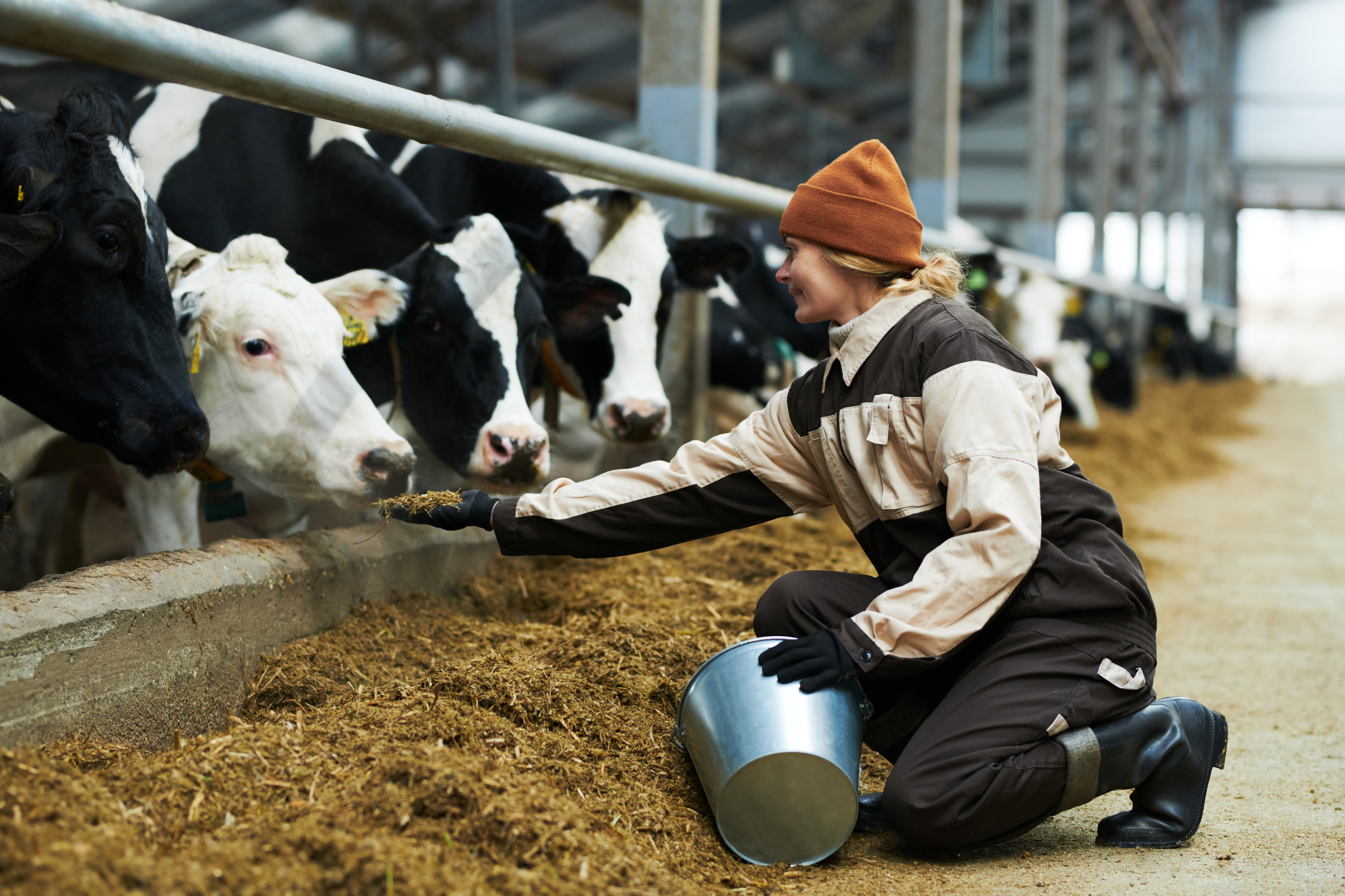 Farmer Feeding Cows