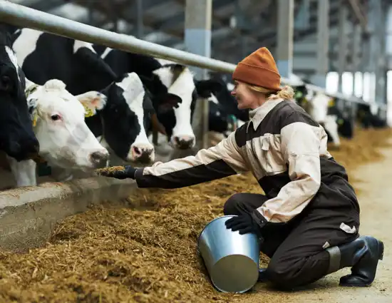 Farmer Feeding Cows