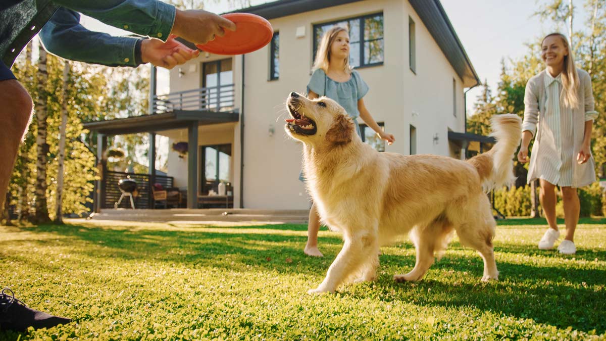 Owner playing frisbee with dog