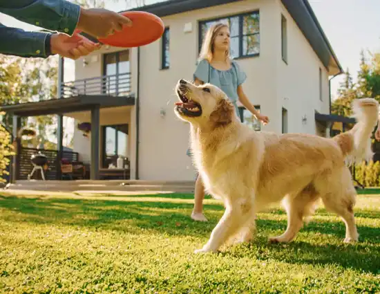 Owner playing frisbee with dog