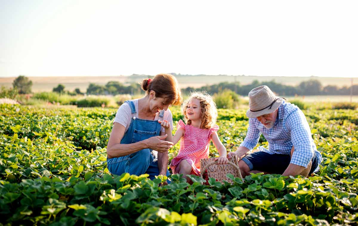 Senior Grandparents And Granddaughter Picking Strawberries