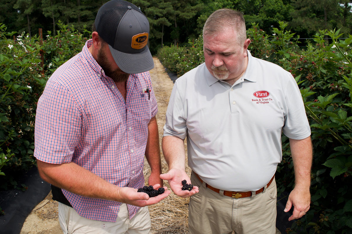 Men Plucking Blackberries