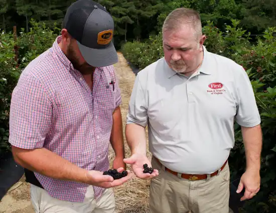 Men Plucking Blackberries