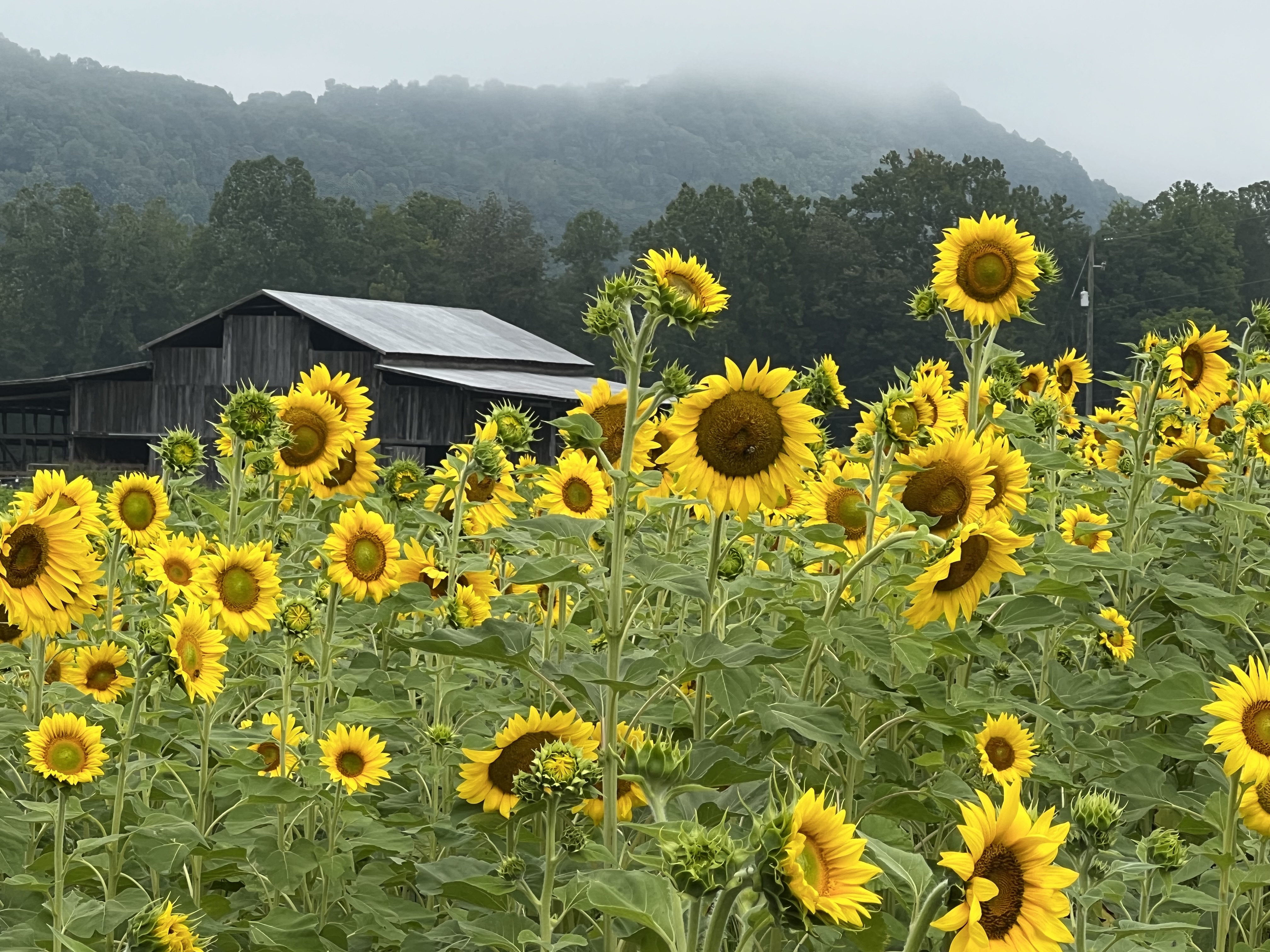 Patsy Phillips IMG 5412